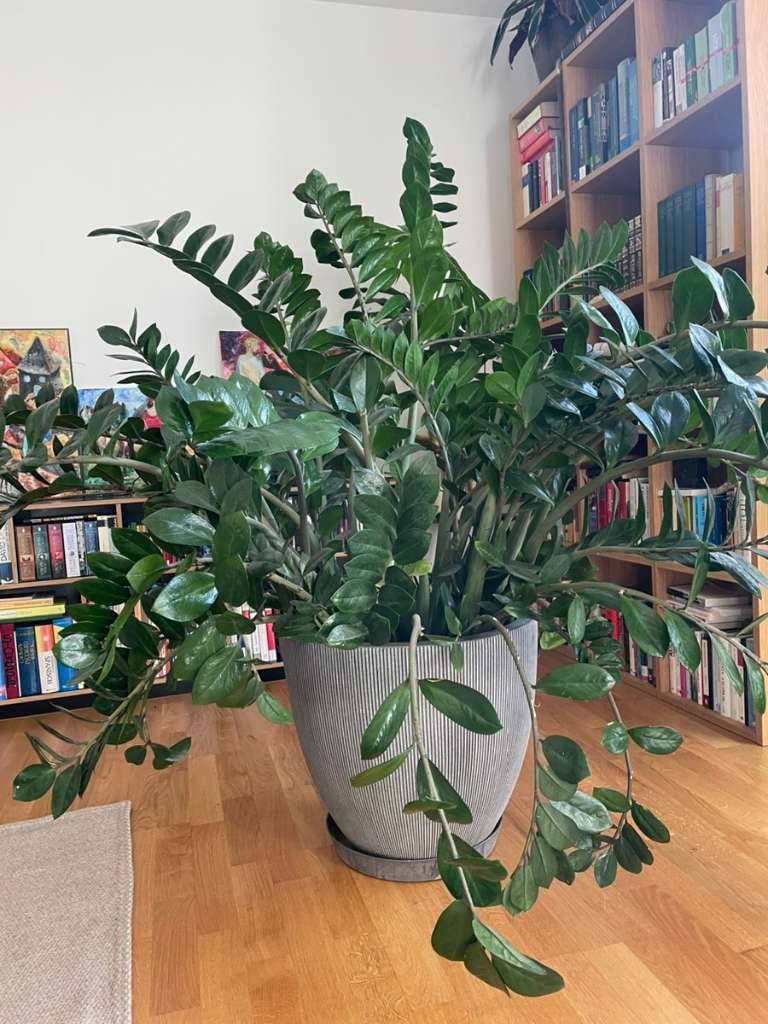 Glcksfeder (Zamioculcas),  130,- (6170 Zirl) - willhaben