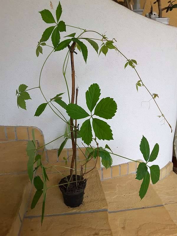 Wilder Wein, Kletterpflanze,  6,50 (8410 Allerheiligen bei Wildon) -  willhaben