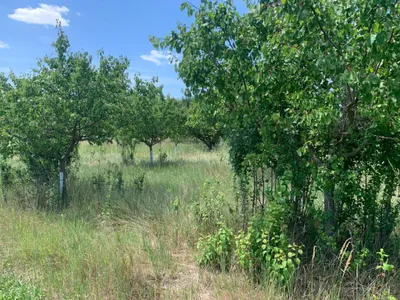 Immobilie kaufen in Gänserndorf – 10 460 m², € 84.000