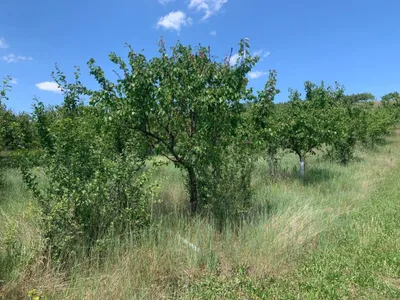Immobilie kaufen in Gänserndorf – 10 460 m², € 84.000 – Bild 4 von 4