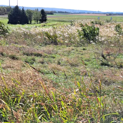Grundstück zum Kauf in 2463 Bruck an der Leitha