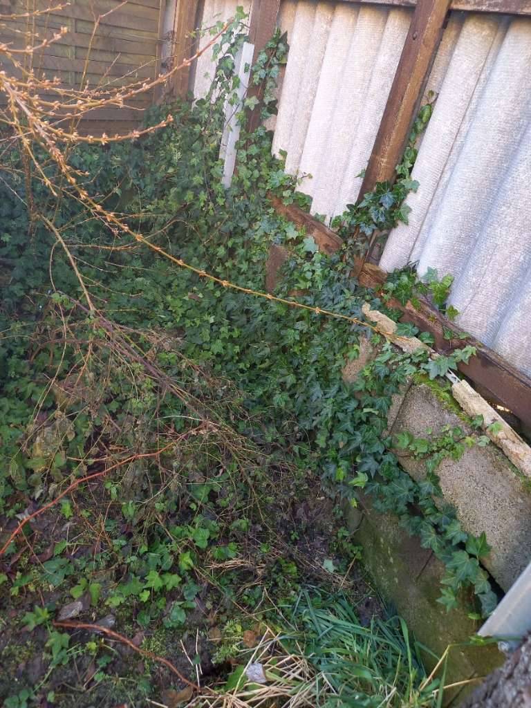 Efeu zum selber ausgraben,  0,- (4222 Denneberg) - willhaben