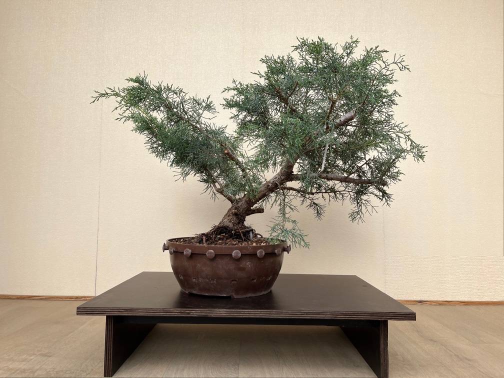heiliger bambus gulf stream Heiliger Bambus 'Gulf Stream' / Nandina domestica 'Gulf Stream' online  kaufen