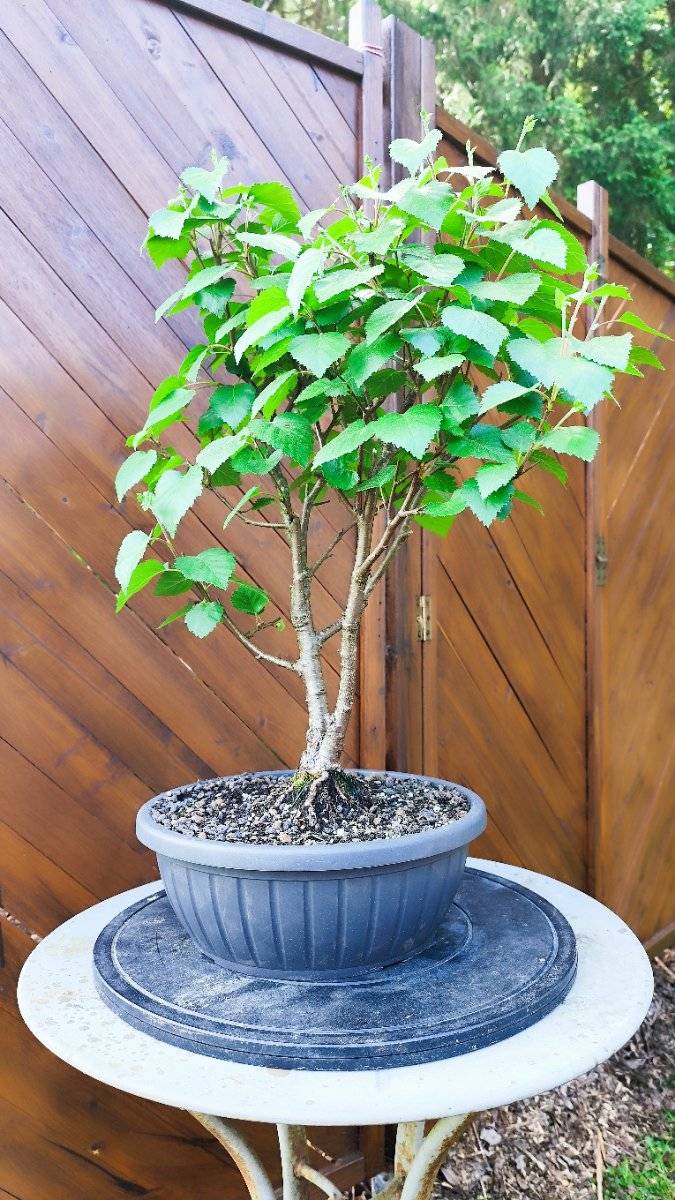 bonsai lustig Lustige Bonsai Tasse Geschenk für Bonsai-Liebhaber Grafik — TrendationStore main image 1