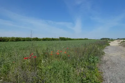 Grundstück kaufen in Neusiedl am See – 632 m², € 164.000 – Bild 4 von 5