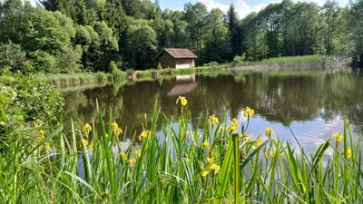 Immobilie kaufen in Gmünd – 11 000 m² – Bild 8 von 16