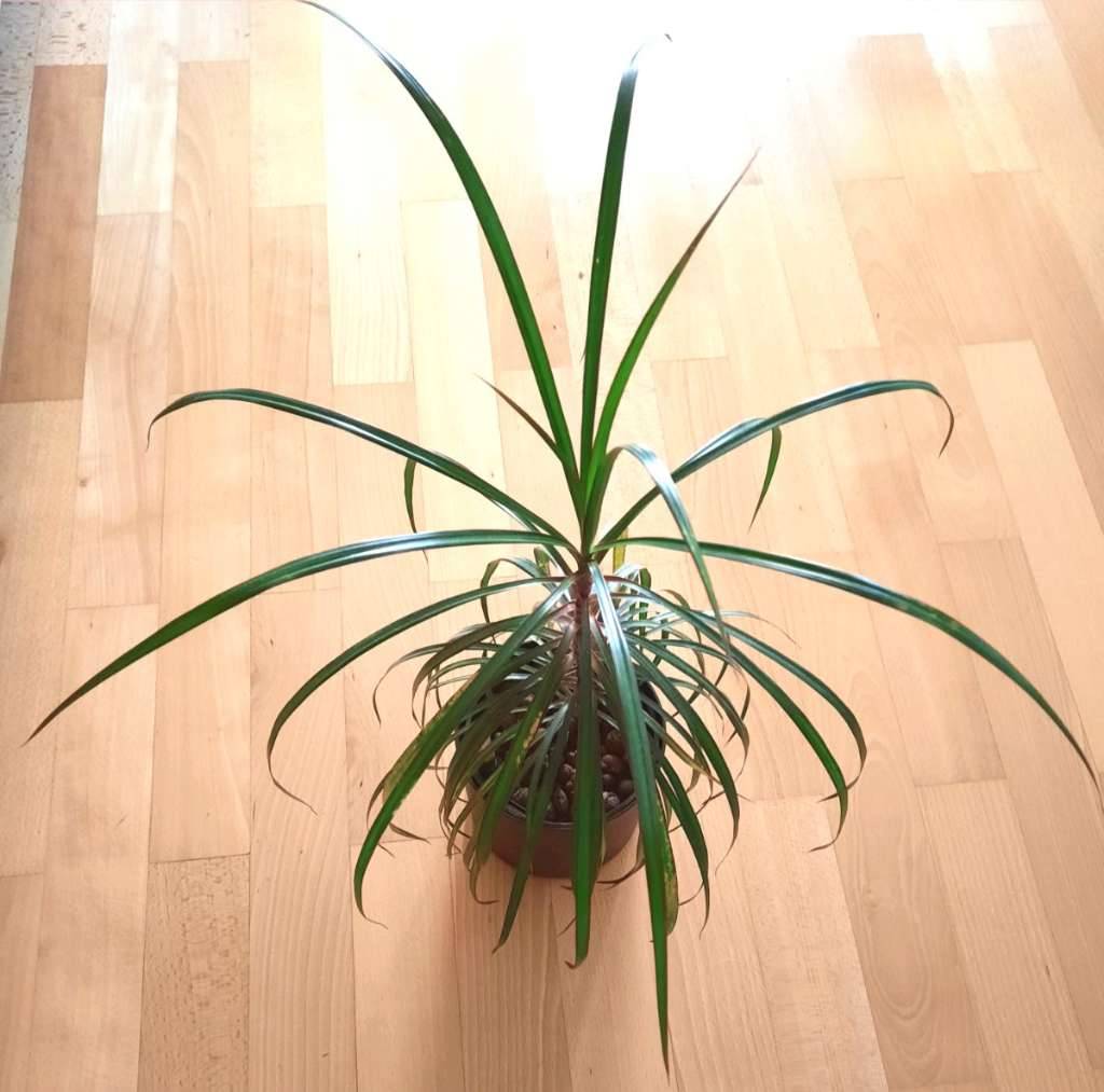 dracena green white 4in Dracaena White Stripe