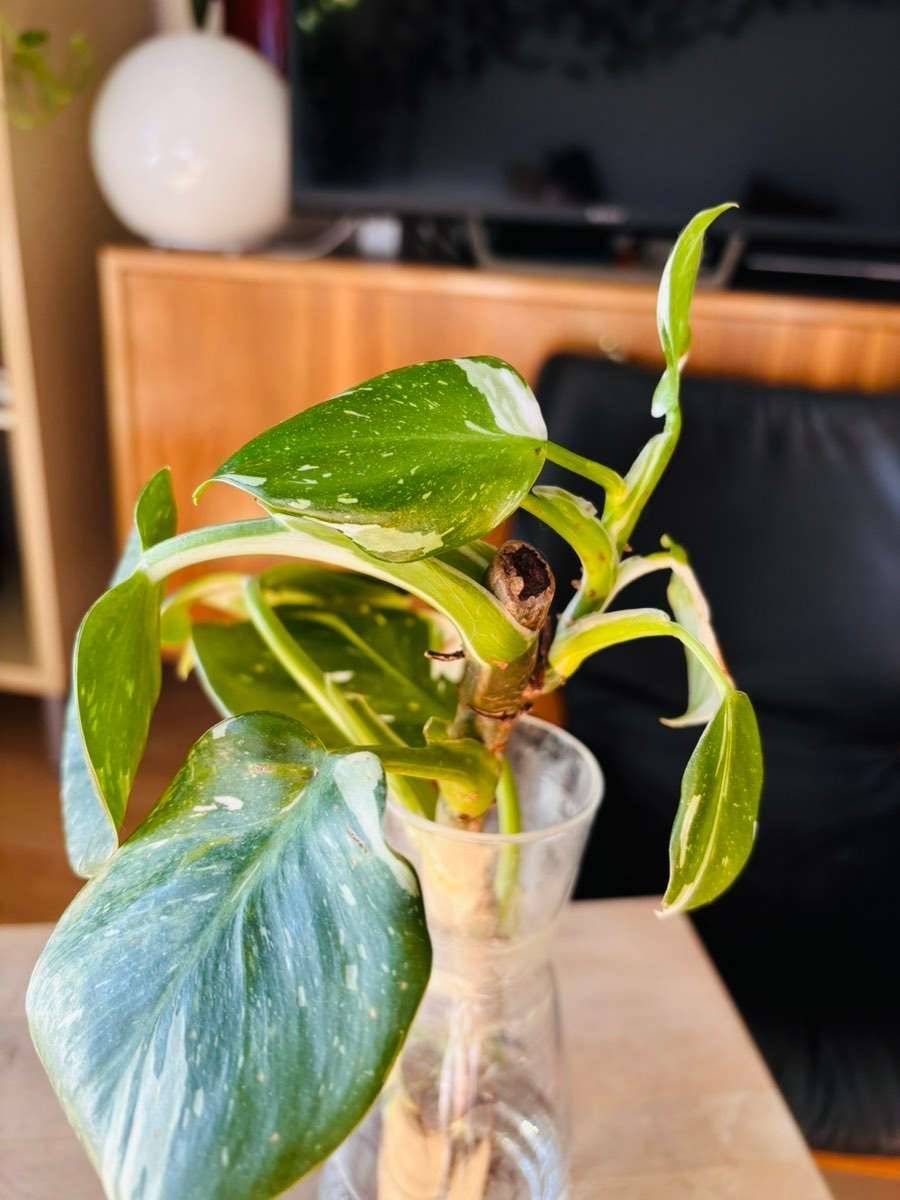 philodendron yellow princess Philodendron Persimmon Princess – TerraFlora Global