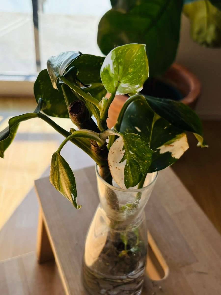 Philodendron white Knight Steckling(Wegen Umzug: Abholung in Graz nur bis  30.05.),  10,- (8020 Eggenberg) - willhaben