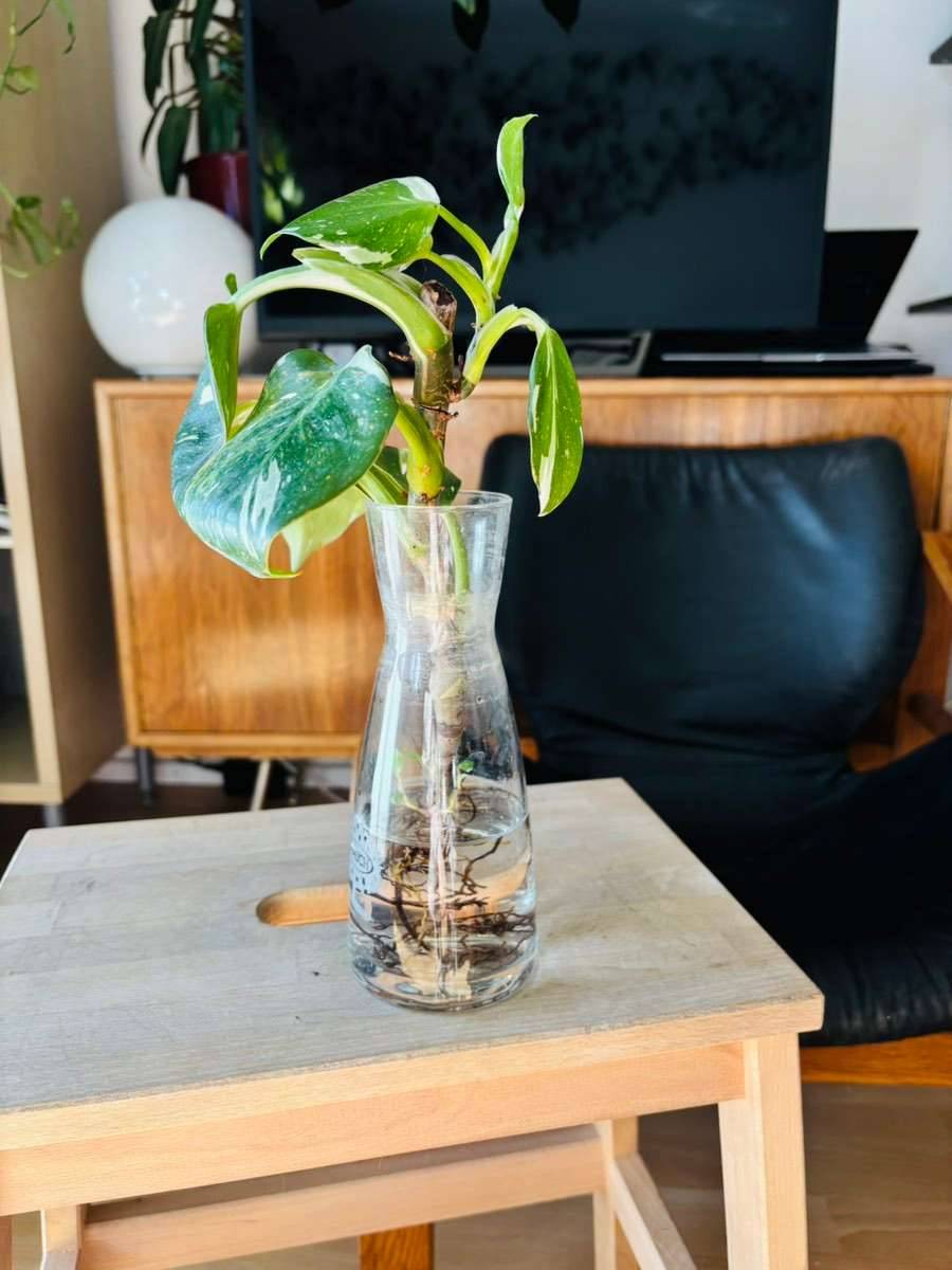 Philodendron white Knight Steckling(Wegen Umzug: Abholung in Graz nur bis  30.05.),  10,- (8020 Eggenberg) - willhaben