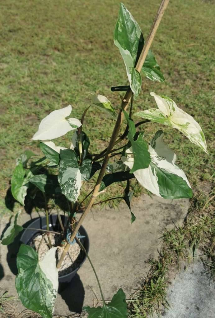 Syngonium Albo Variegata Ableger,  8,- (1220 Wien) - willhaben