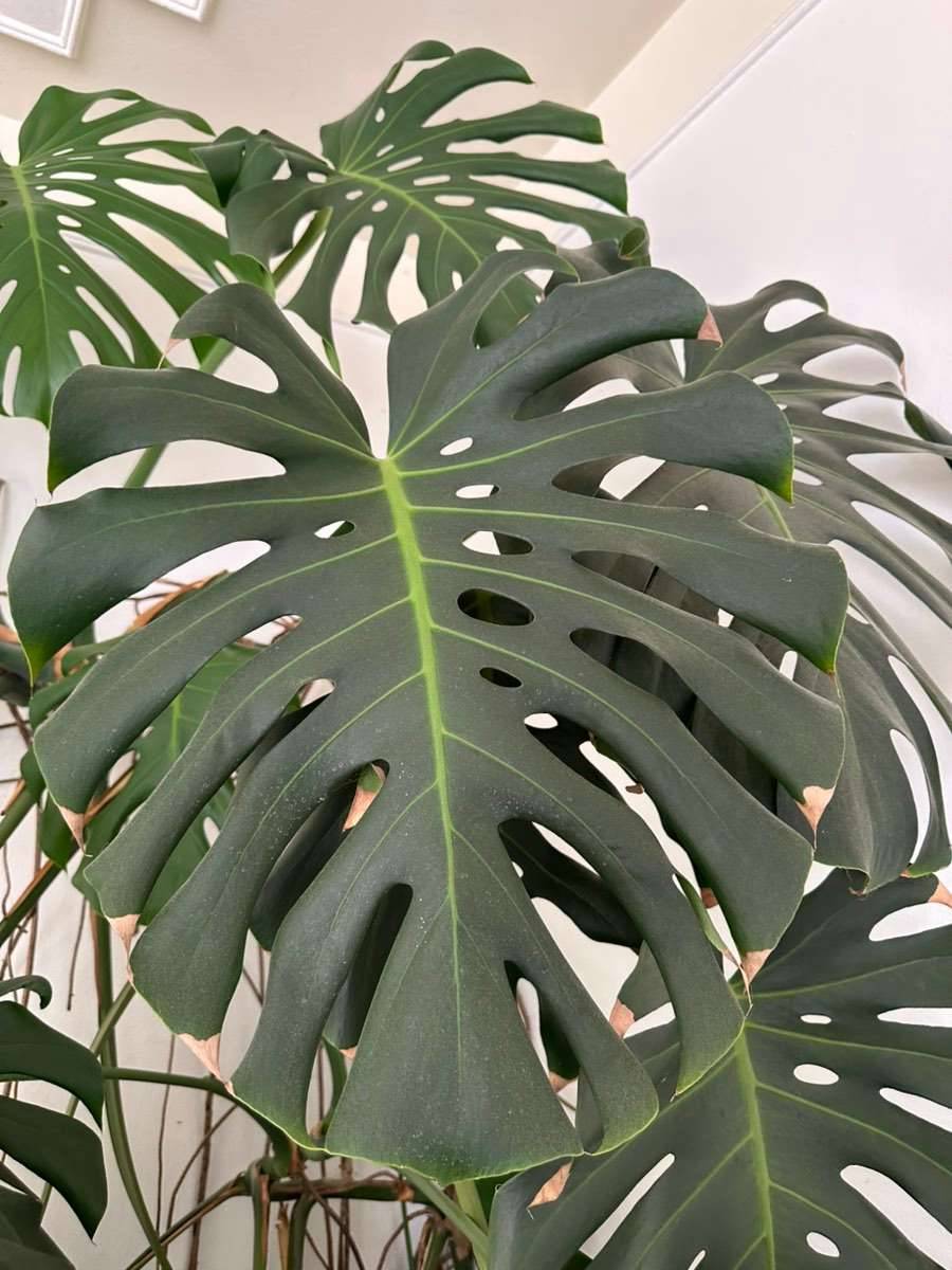 philodendron scandens brasil pflege PHILODENDRON SCANDENS BRASIL online kaufen bei potflourri