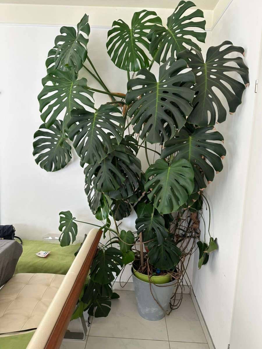 plant lady Philodendron Painted Lady | Houseplants for Delivery