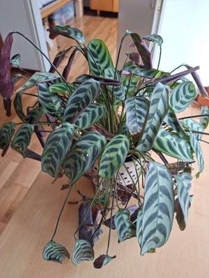 Calathea zum aufpppeln,  0,- (1150 Wien) - willhaben