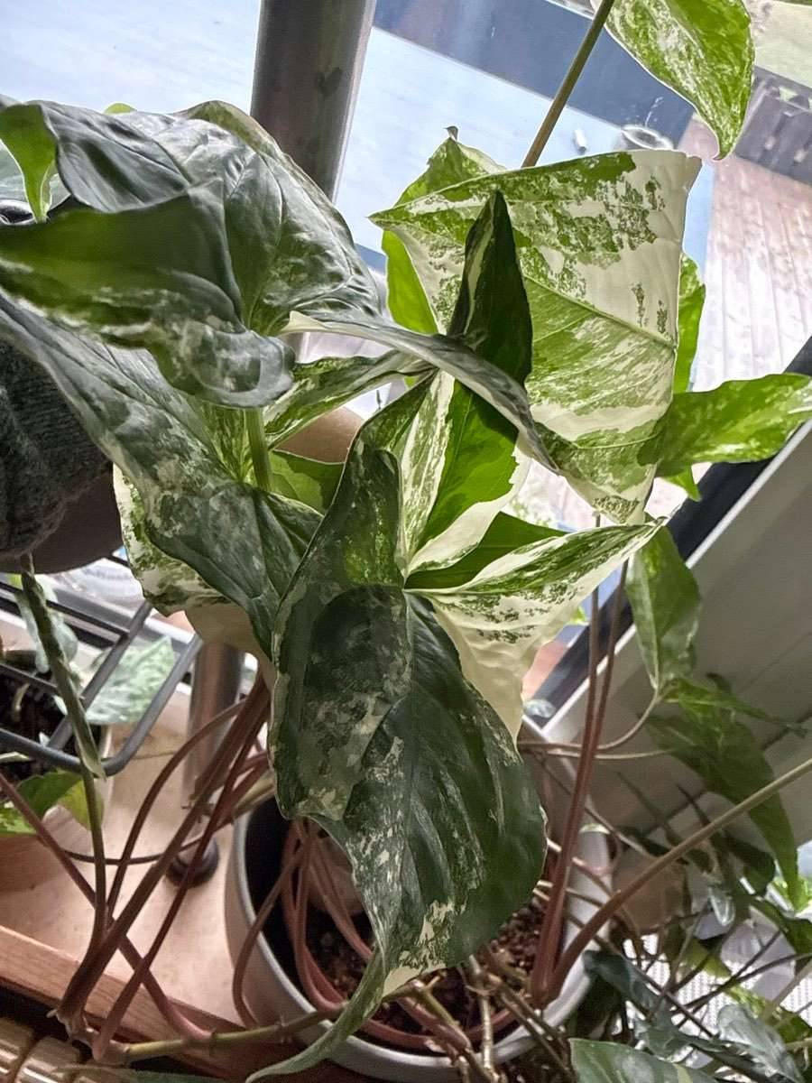 alocasia frydek variegata vergrünt Alocasia Frydek Variegata XL