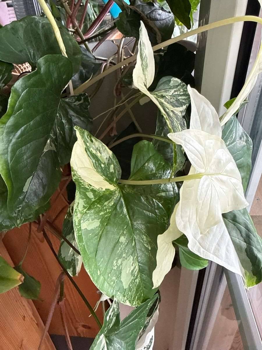 Syngonium albo variegata Ableger,  1,- (4690 Schwanenstadt) - willhaben