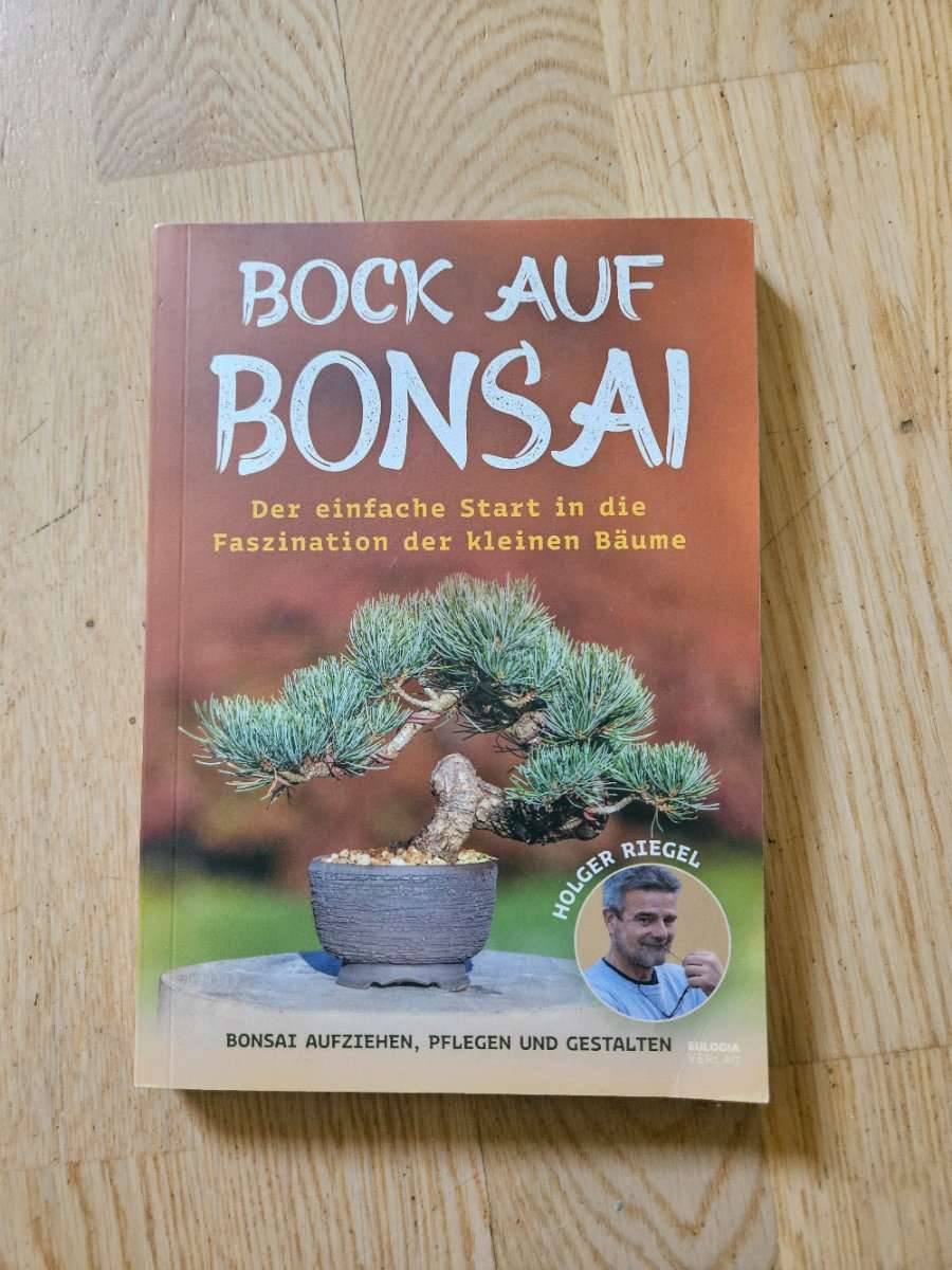 bonsai ender Bonsai Jade Dwarf Green main image 1