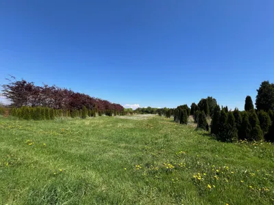 Immobilie kaufen in Wels-Land – 153 674 m² – Bild 2 von 3
