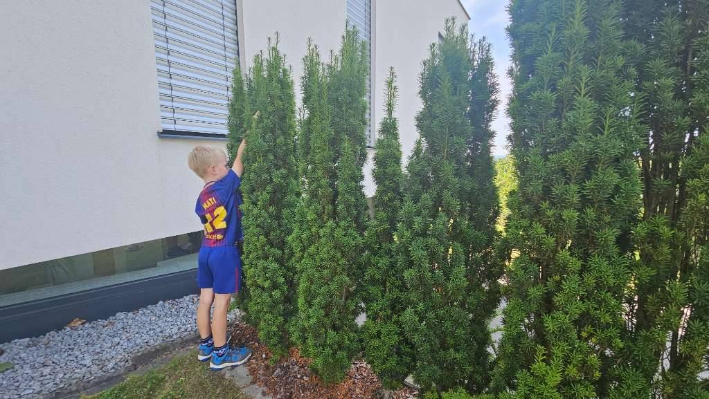 Suleneibe / Sulen-Eibe - taxus baccata fastigiata robusta - 150-200 cm -  zum SELBSTABHOLEN,  50,- (4083 Haibach ob der Donau) - willhaben