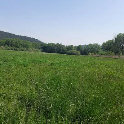 Grundstück kaufen in Neunkirchen – 800 m², € 15.600 – Bild 5 von 8