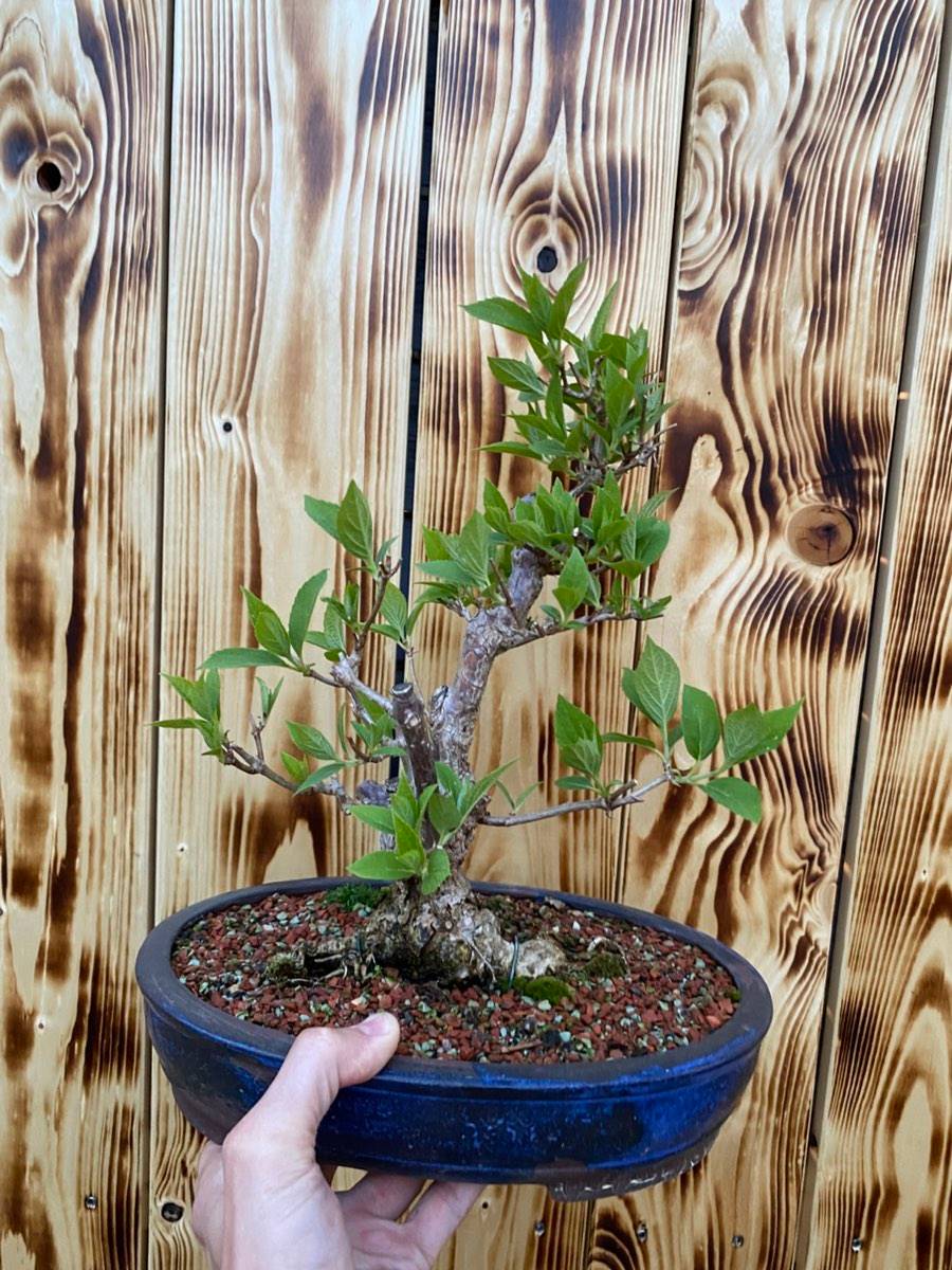 Bonsai, Schneeball,  155,- (8073 Graz) - willhaben