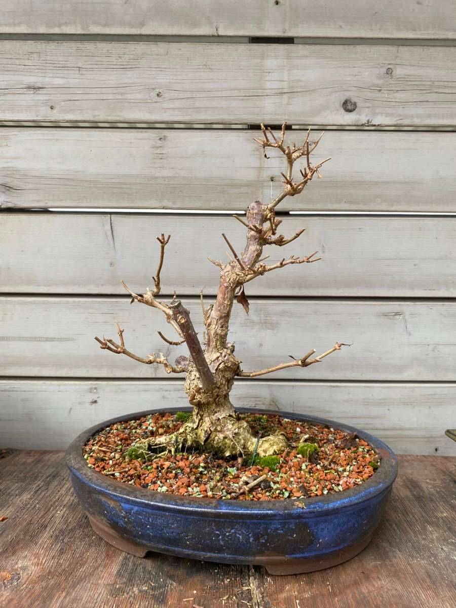 Bonsai, Schneeball,  155,- (8073 Graz) - willhaben