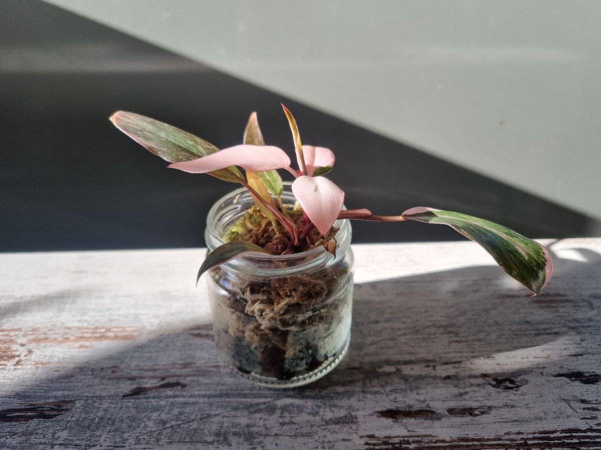 Philodendron Pink Princess kaufen - willhaben