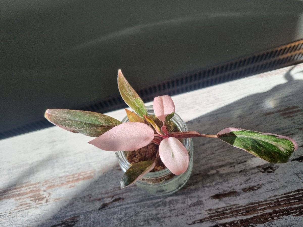 Philodendron Pink Princess kaufen - willhaben