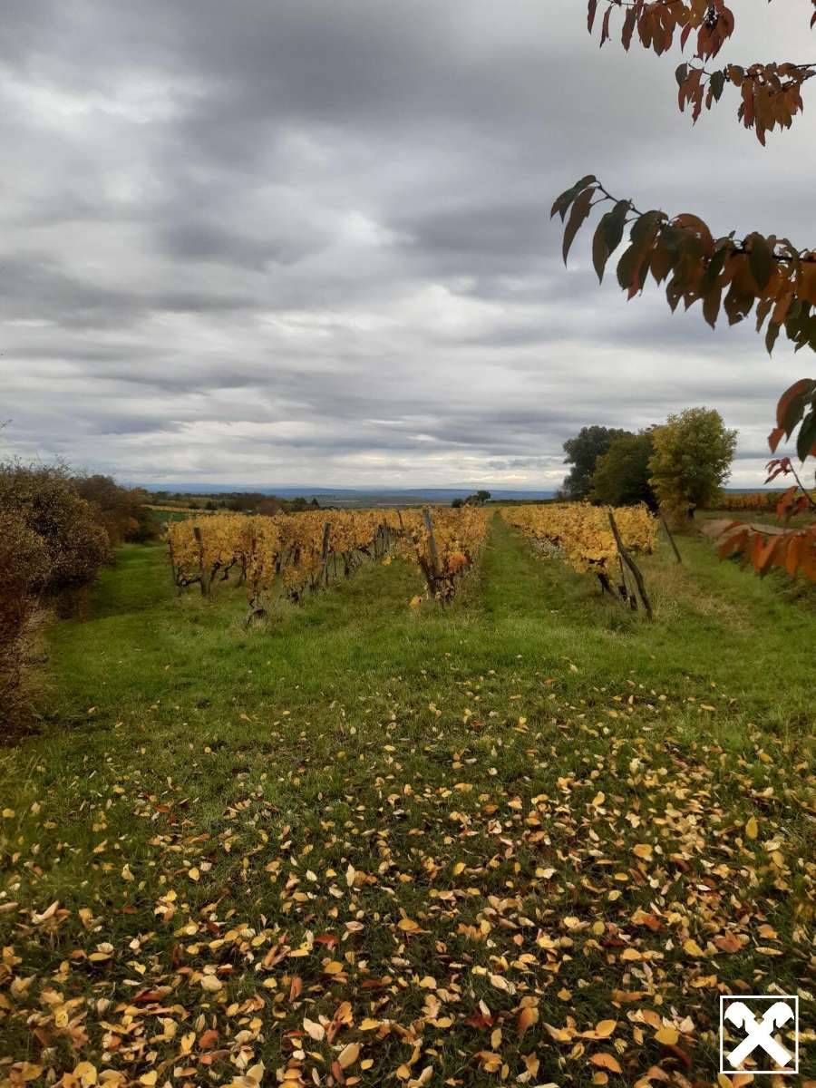 GUT BEWIRTSCHAFTETER WEINGARTEN IN HERRLICHER LAGE - WEINGARTEN, LANDWIRTSCHAFTLICHE FLÄCHEN - KEIN BAUGRUNDSTÜCK! – pohled 2