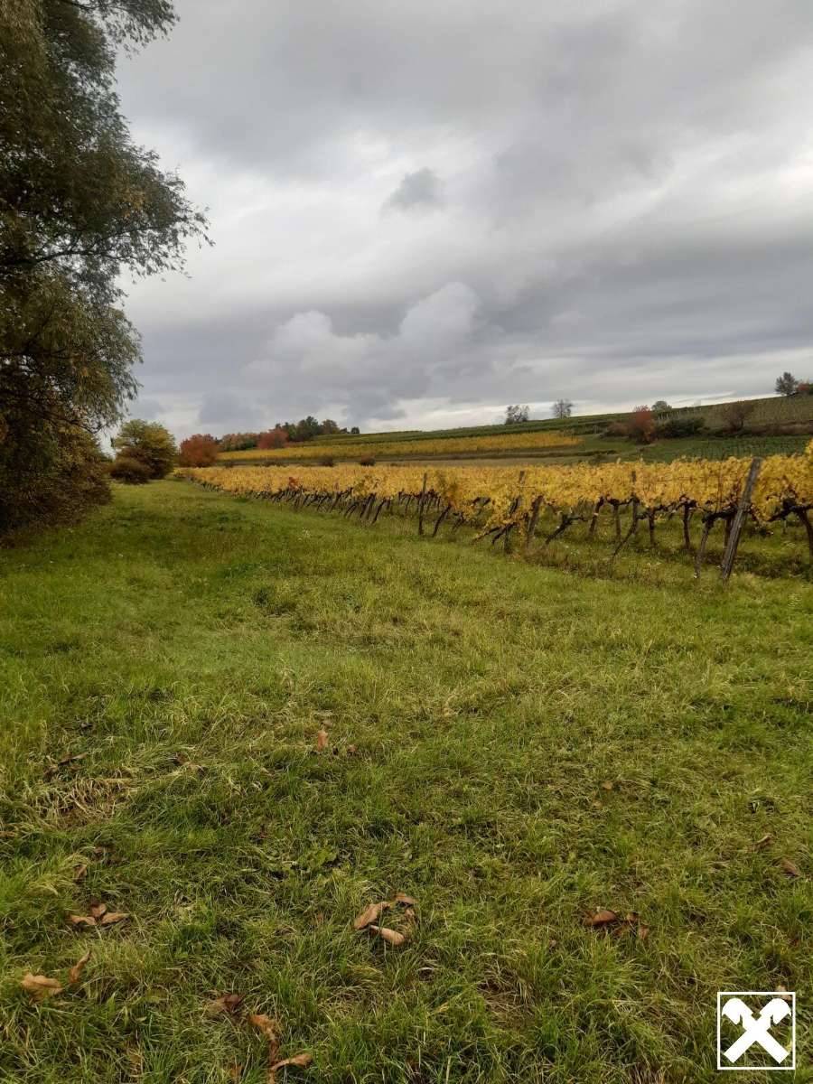 GUT BEWIRTSCHAFTETER WEINGARTEN IN HERRLICHER LAGE - WEINGARTEN, LANDWIRTSCHAFTLICHE FLÄCHEN - KEIN BAUGRUNDSTÜCK! – pohled 3