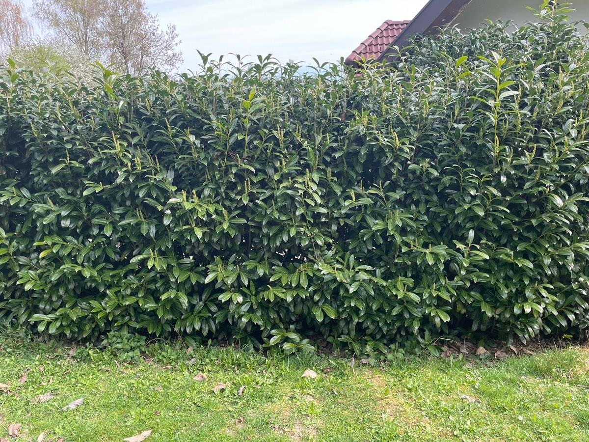Kirschlorbeer 'Caucasica' Hecke zu verschenken,  0,- (4320 Allerheiligen  im Mhlkreis) - willhaben