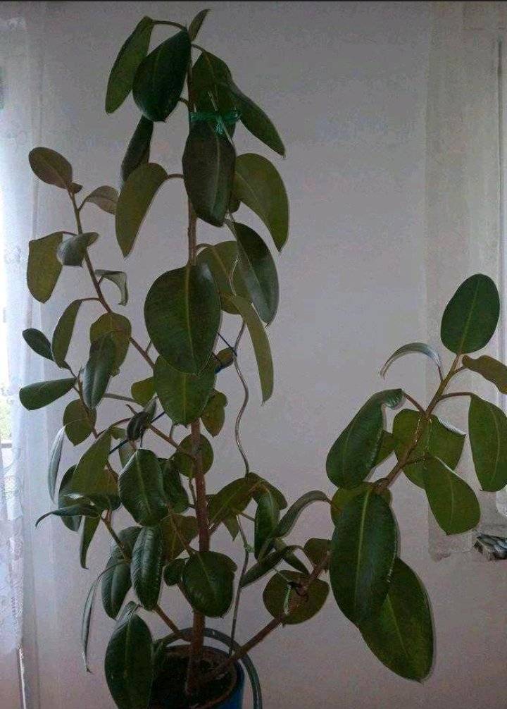 Gummibaum-Ableger,  25,- (06126 Halle) - willhaben