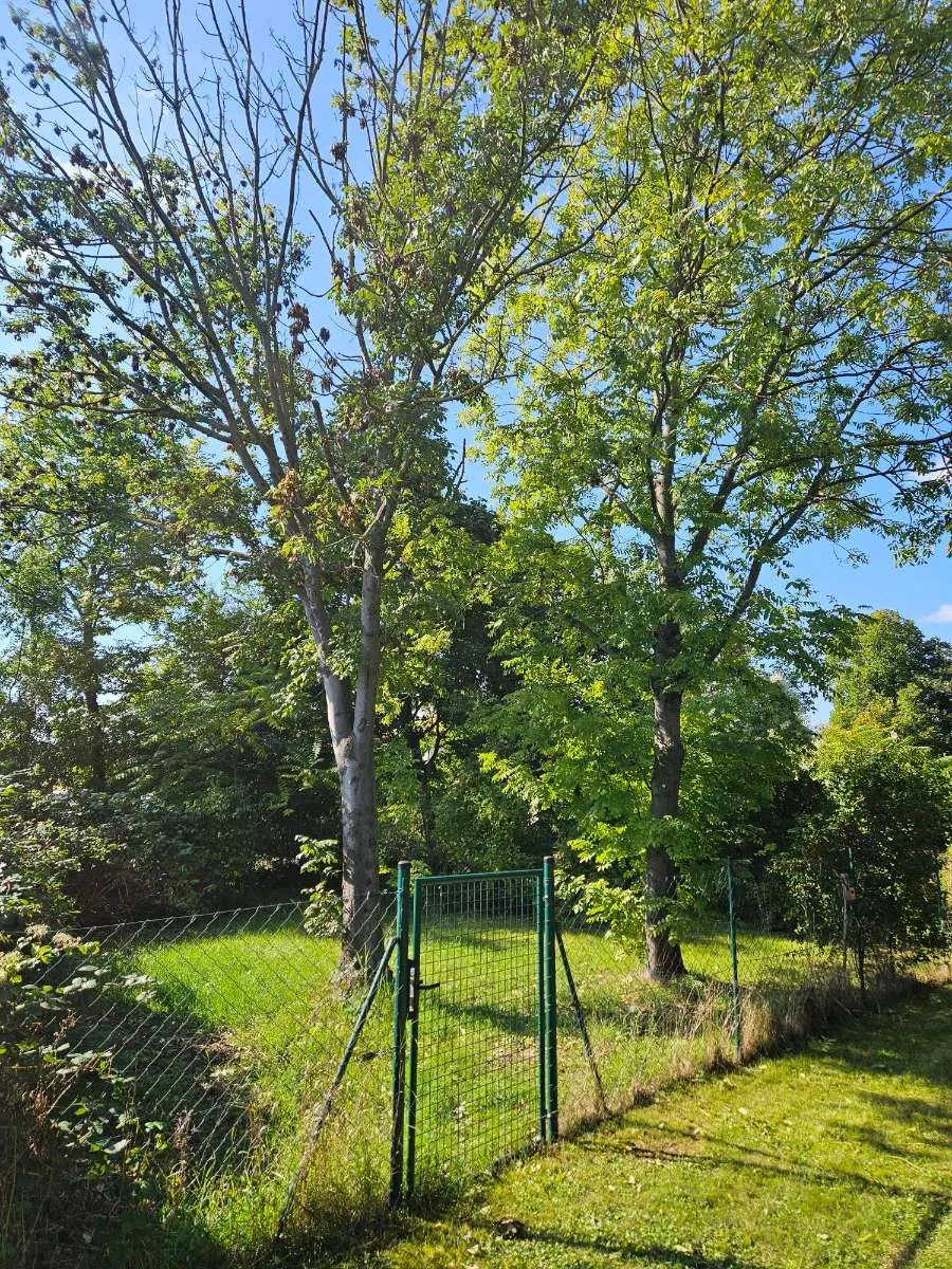 Gartenparadies in Wien Hietzing zu vermieten - Ansicht 2