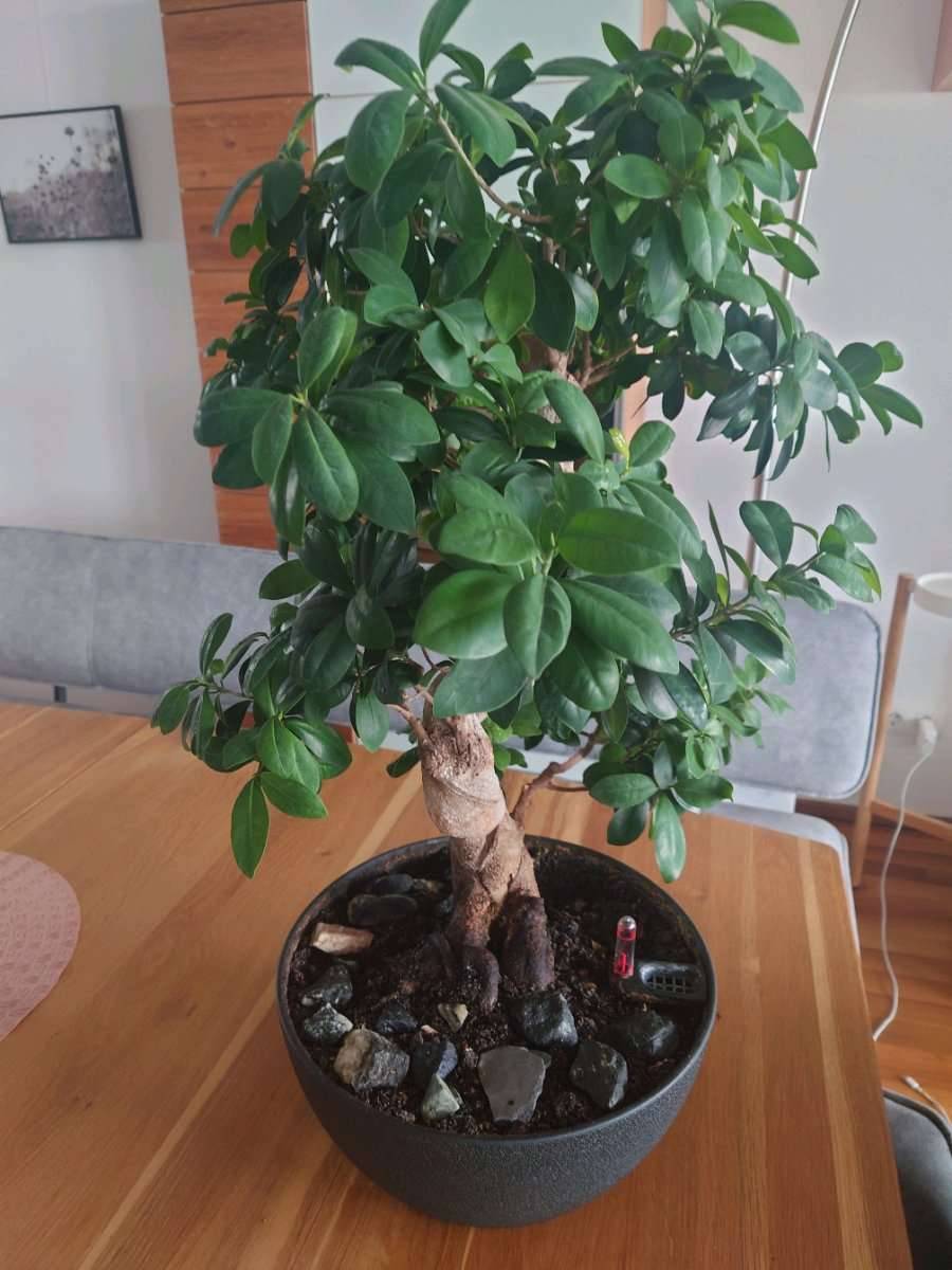 Bonsai Ficus Ginseng 15 Jahre alt inkl. Bewsserungssystem,  290,- (9020  Klagenfurt) - willhaben