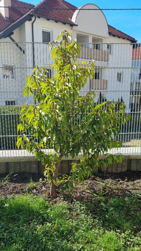 10x Kirschlorbeer Hecke 90-130 cm - dicht & sofort Sichtschutz,  260,-  (2640 Gloggnitz) - willhaben