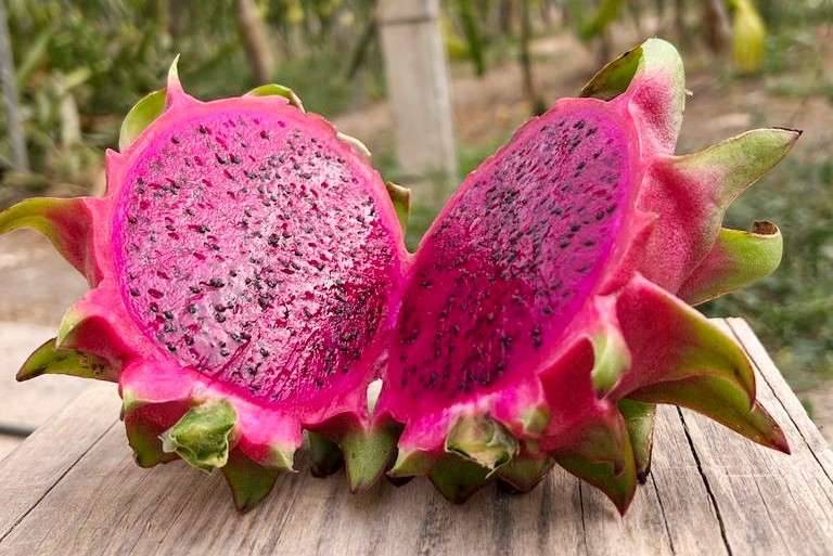 rote Drachenfrucht Setzlinge Pitahaya Pitaya (Java Red Dragon) Selenicereus  monacanthus Kaktus,  35,- (7064 Oslip) - willhaben
