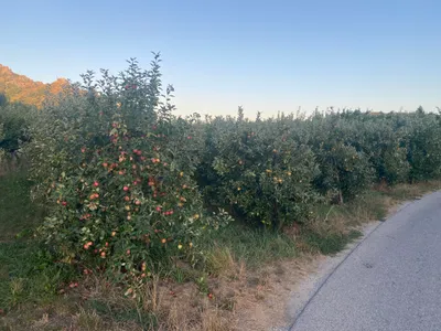 Grundstück kaufen in Krems Land – 7 421 m² – Bild 2 von 3