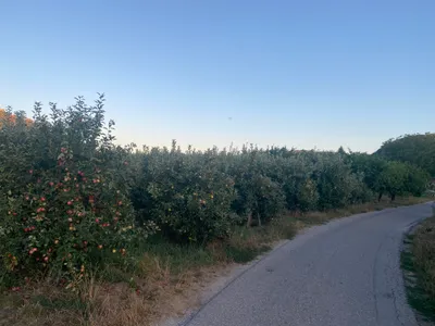 Grundstück kaufen in Krems Land – 7 421 m² – Bild 3 von 3