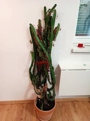 kentia palme vertrocknet Künstliche Kentia Palme - Cataleya | 140 cm main image 0