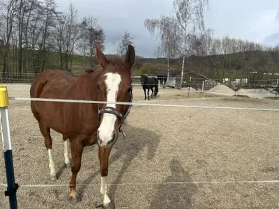 Immobilie mieten in Vöcklabruck – 30 000 m², € 2.000 – Bild 23 von 28