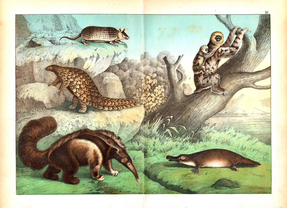 Grafik - Naturgeschichte XV ~1870 ~40x31cm Ameisenbär Schnabeltier Schuppentier Armadill Faultier