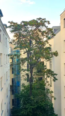 6-Zimmer-Gewerbeimmobilie mieten in Wien – 235 m², € 3.399 – Bild 11 von 21