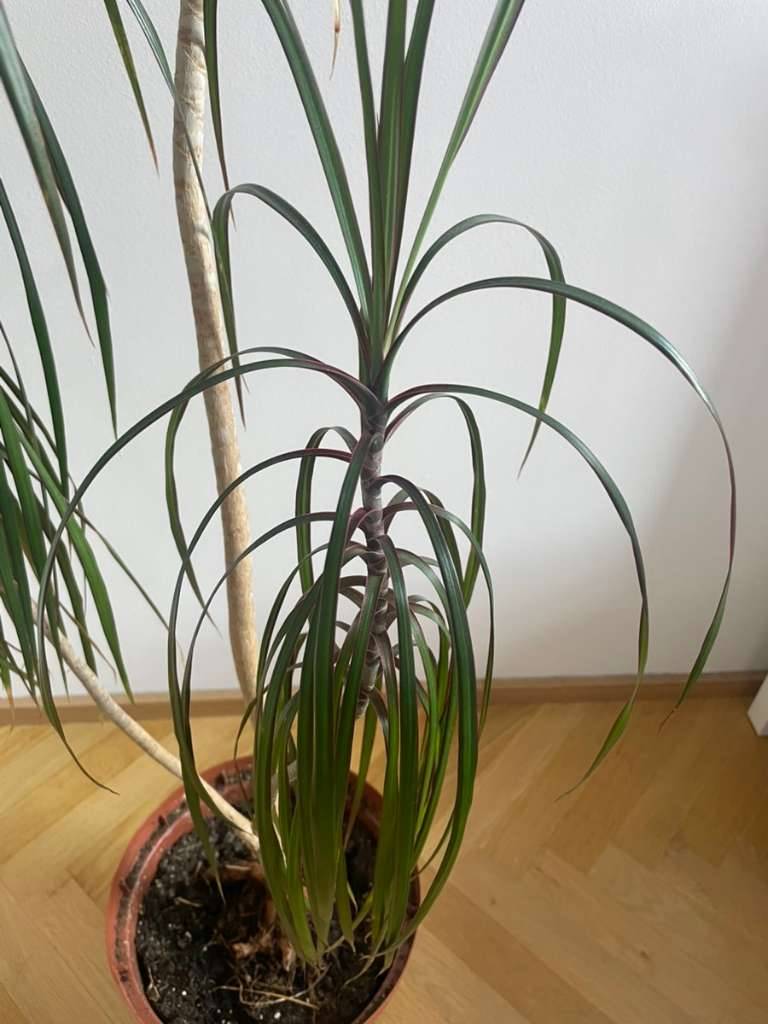 Drachenbaum Dracaena (Abholung bis Donnerstag),  20,- (8020 Lend) -  willhaben