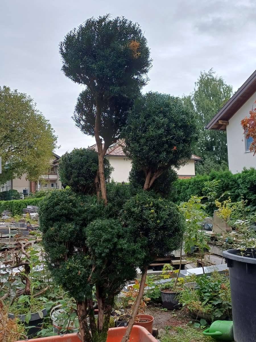 austral. gummibaum Gummibaum - Ficus Elastica Robusta mit Stamm - 180 cm