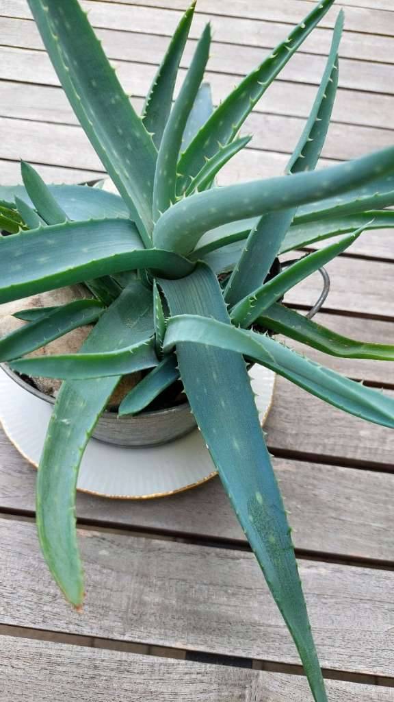 aloe vera gel kosmetik BIO ALOE VERA GEL main image 0