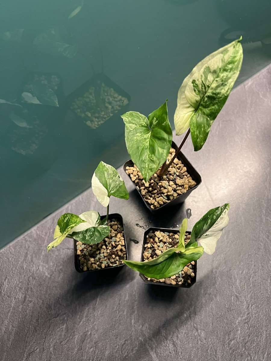 Syngonium Podophyllum "Albo Variegata" [Raritt],  9,- (1110 Wien) -  willhaben