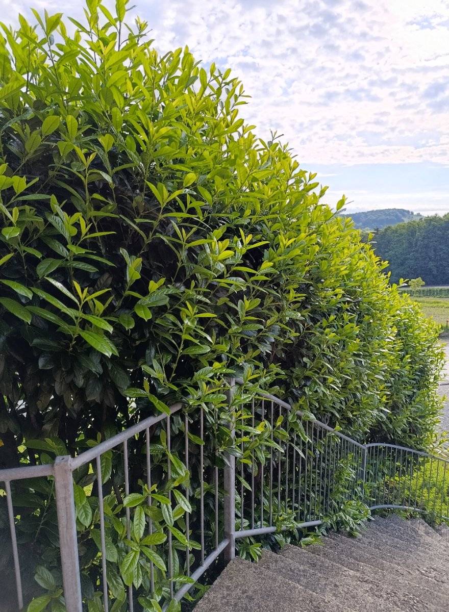 Zu verschenken: Haus / Garten / Werkstatt | willhaben