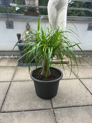 glücksfeder pflege tipps Glücksfeder (Zamioculcas) main image 0