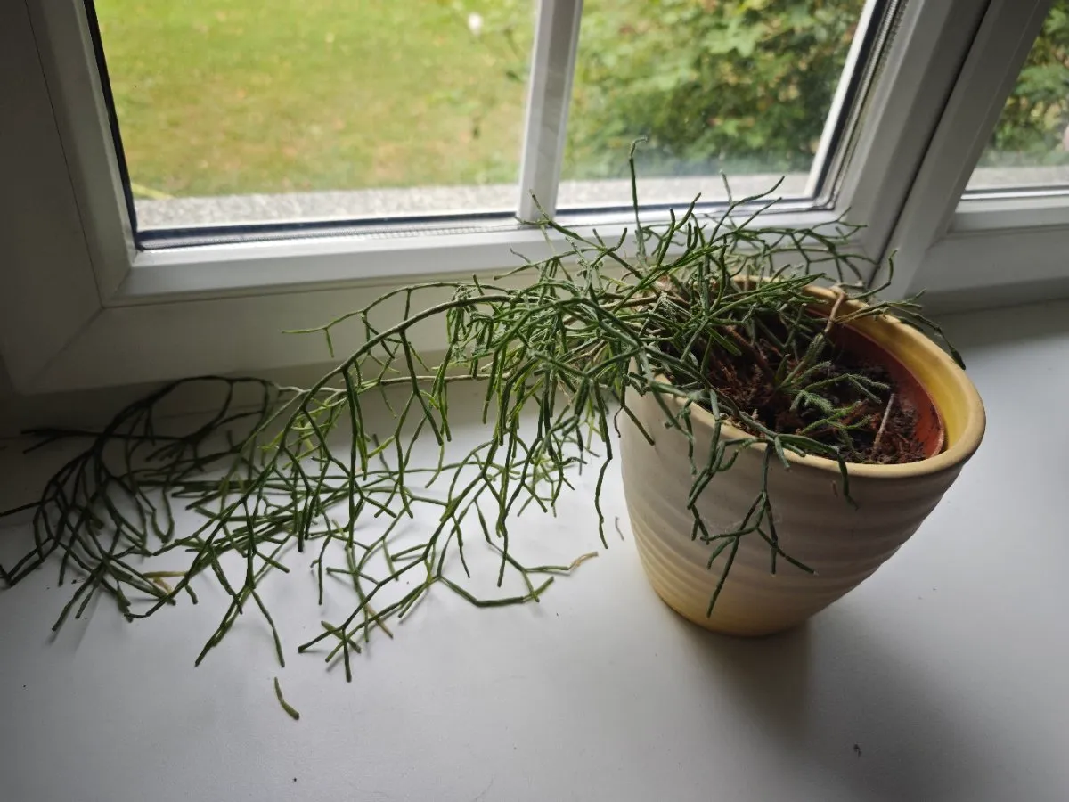 Blumenstöcke, € 15,- (3300 Amstetten)