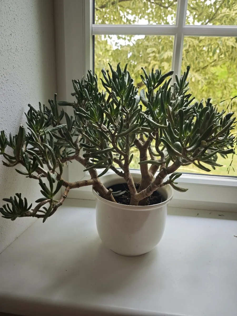 Blumenstöcke, € 15,- (3300 Amstetten)